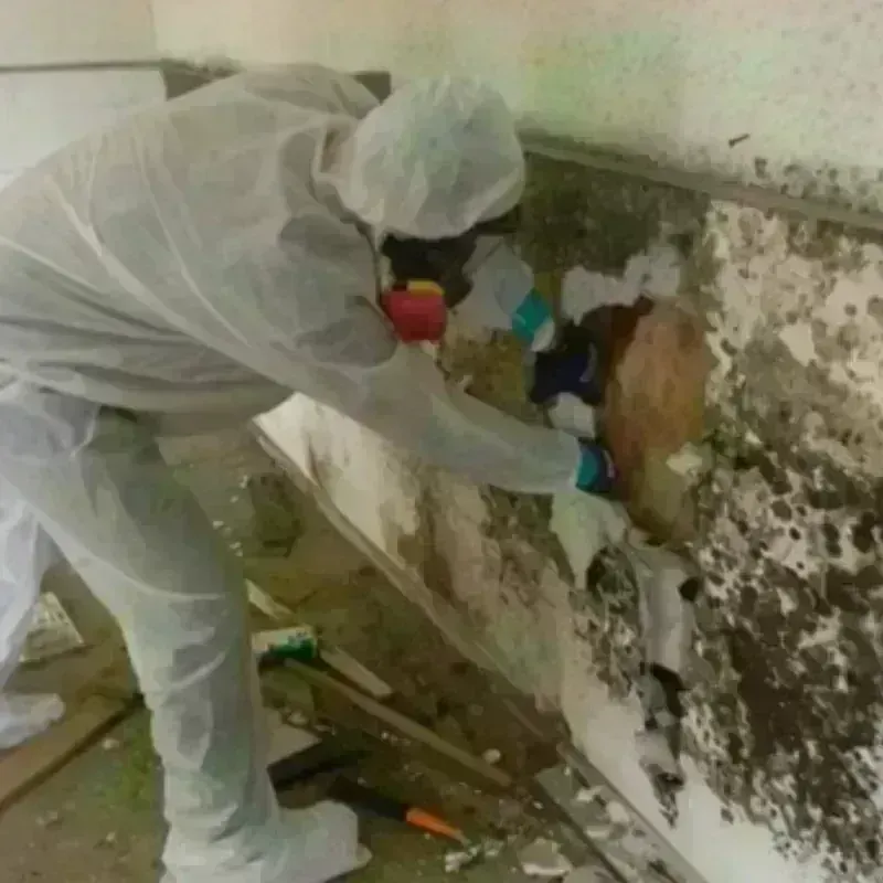 Mold Remediation and Removal in Crosbyton, TX